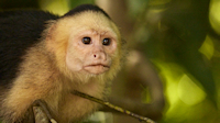 Capuchin monkey looking away (Greenleaf, near Drakes Bay, Osa Peninsula)